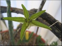 Ceropegia cimiciodora 